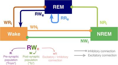 Pathway-Dependent Regulation of Sleep Dynamics in a Network Model of the Sleep–Wake Cycle